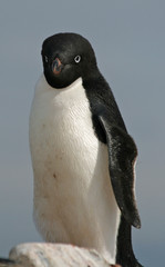 Adelie Penguin 9