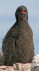 Adelie Penguin chick 2
