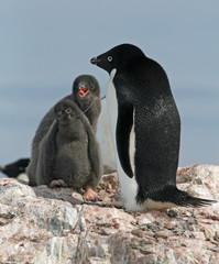 Adelie Penguin and chick 2