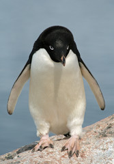 Adelie Penguin 13