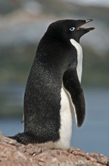Adelie Penguin 20 © Ruth Hallam