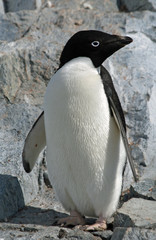 Adelie Penguin 21