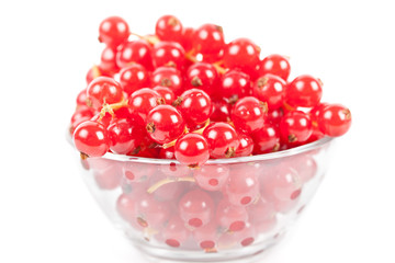 Red currant