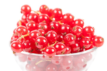 Red currant