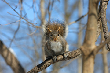 Eastern Grey Squirrel