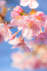 青空に輝く河津桜