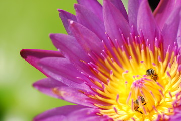 Lotus with bee