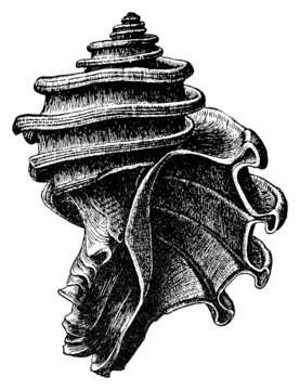 Ecphora gardnerae