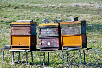 Bienenstock