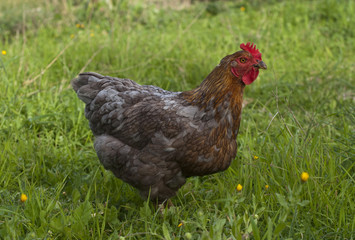 chicken in the grass