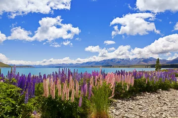 Foto op geborsteld aluminium Nieuw-Zeeland Lupin Flowers