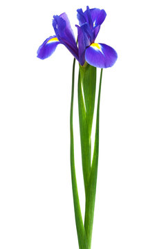 freshness purple iris