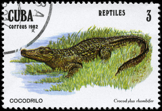 CUBA - CIRCA 1982 Alligator