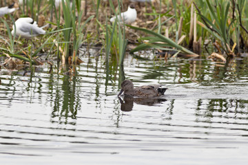 Gadwall bird