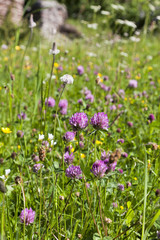 Obraz premium Red Clover