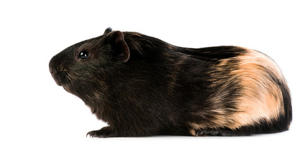 Fototapeta premium brown cavy on white background