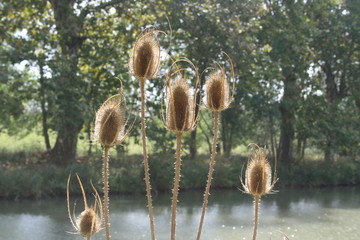 Canal du midi