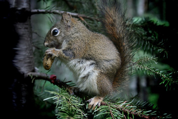 squirrel