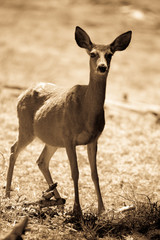 Black-tailed deer in Yosemite National Park