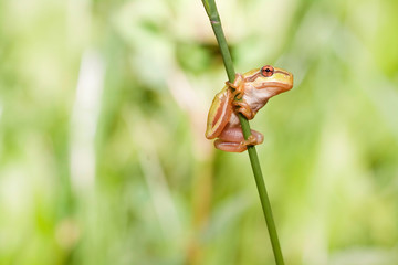 Europäische Laubfrosch