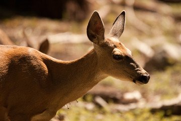 Deer in countryside
