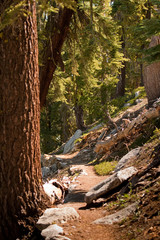 Path in forest in Yosemite