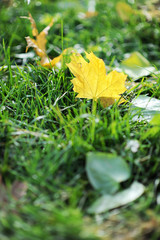 yellow maple leaf on the green grass