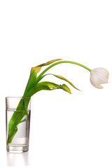 faded flower
