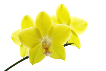 Obraz na płótnie Canvas yellow orchids isolated on white background