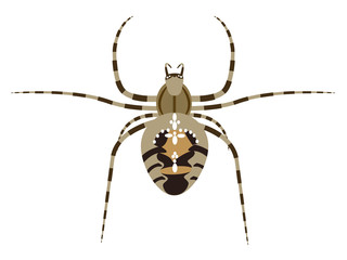 Cross or garden spider