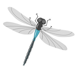 Vector insect - dragonfly