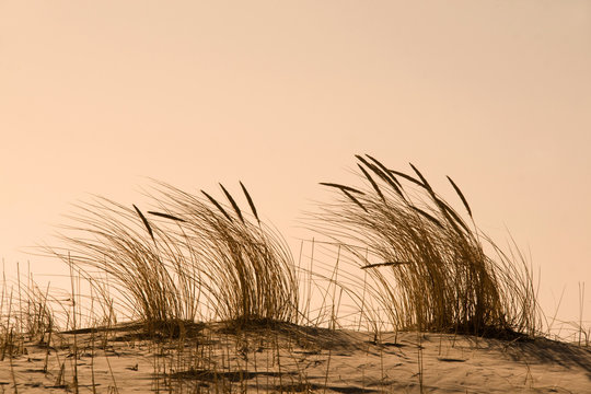 Strandhafer im Abendlicht