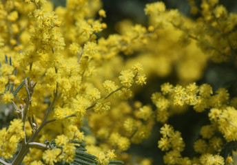 mimosa