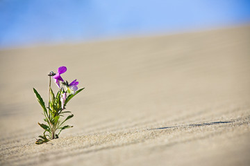 Lonely Flower