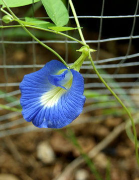 Clitorea ternata fleur bleue