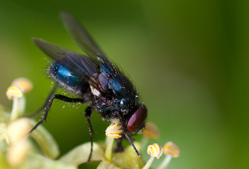 Common house fly (Musca Domestica) on Ivy Flowers