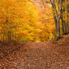 Fall Forest Trail