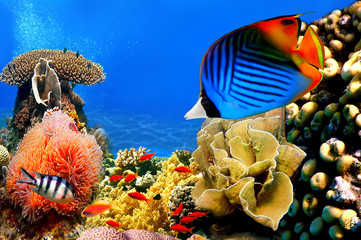 Photo of a coral colony