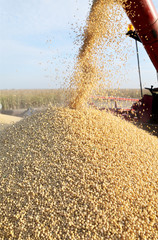 Soybean harvesting