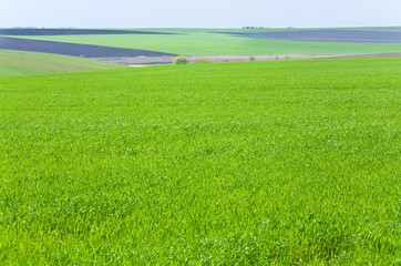 Beautiful spring wheat field