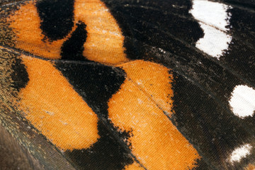 Butterfly wing, Painted Lady, Vanessa Kershawi