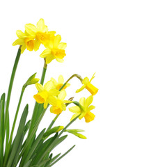 Naklejka premium Yellow daffodils