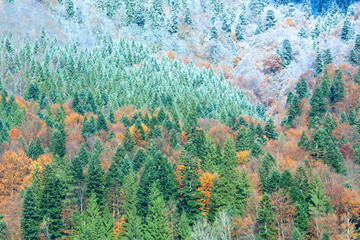 Fototapeta na wymiar autumn mountain forest