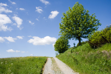Fototapeta na wymiar Road in a countryside with a tree in blossom and the blue sky