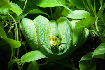 Resting wild green snake on a branch with green leaves