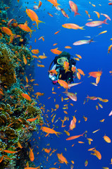 Naklejka na ściany i meble Scuba diver exploring the reef with orange fishes.