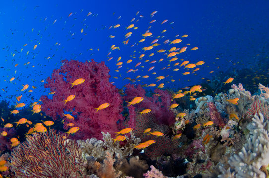 Colorful reef scene.
