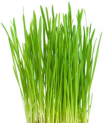 Fresh green grass on white background