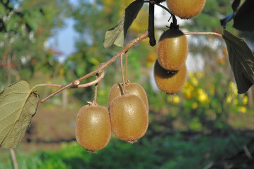 Kiwis on branch