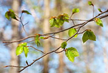 Tree branch with spring buds and young leaves